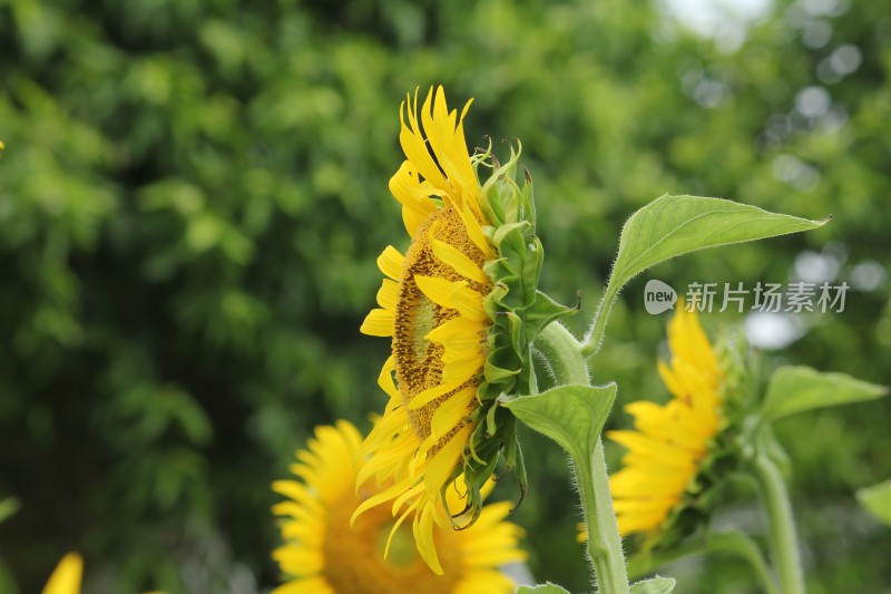 大片向日葵花田绿叶黄花生机勃勃