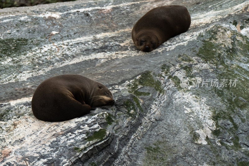 新西兰米佛峡湾Milford Sound野生海豹