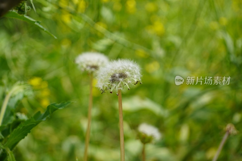 蒲公英植物