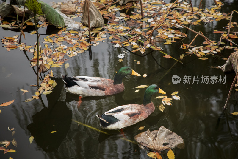 水中鸭子游弋落叶飘零的秋景