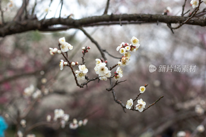 杭州湘湖盛开的白色梅花