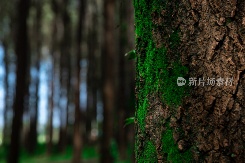 绿色森林树林