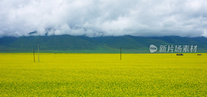 甘肃门源油菜花海