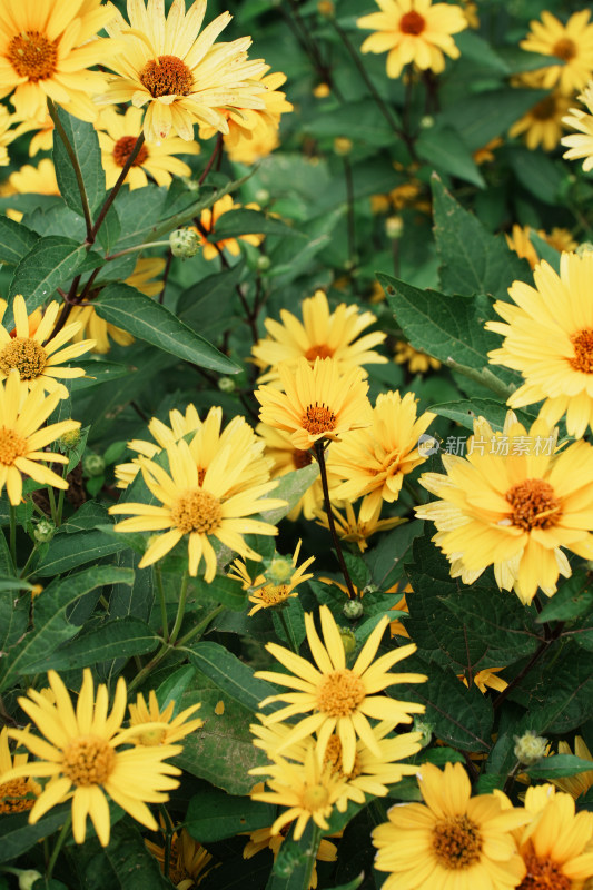 北京圆明园公园盛开的菊花