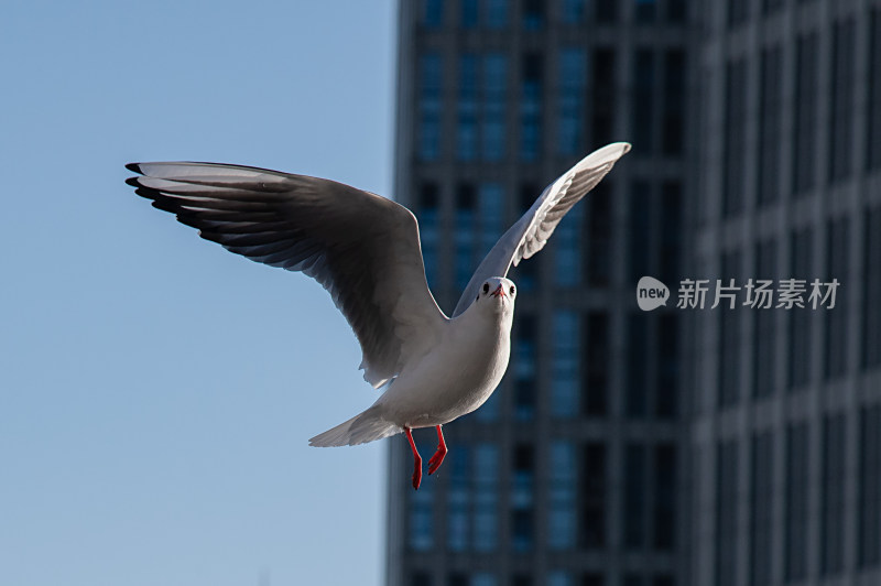 天津海河飞翔海鸥