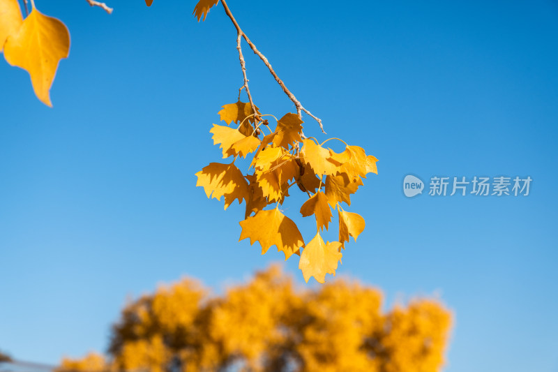 秋天新疆胡杨叶子特写 蓝天下的黄叶