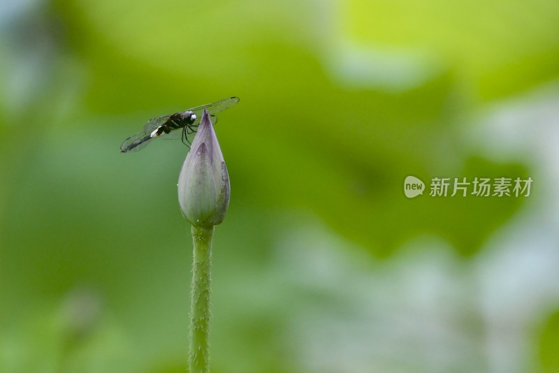 重庆酉阳：夏日荷花别样红