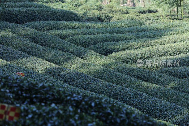 浙江杭州西湖龙井春天的茶园 头茶 明前茶