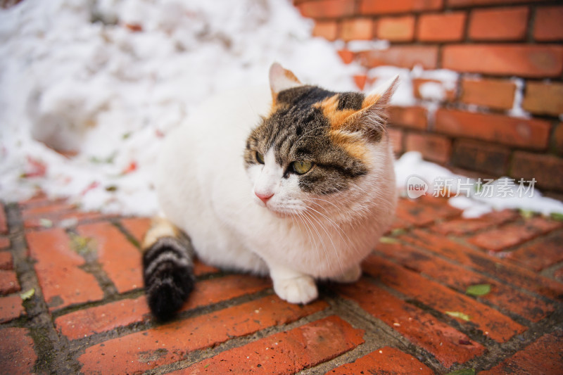 户外猫冬季雪堆地面墙角