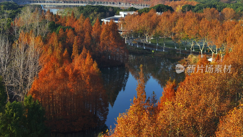 水上秋景 色彩斑斓的红杉林俯瞰图