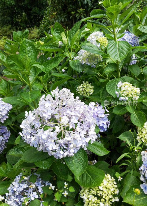 盛开的绣球花绿植景观