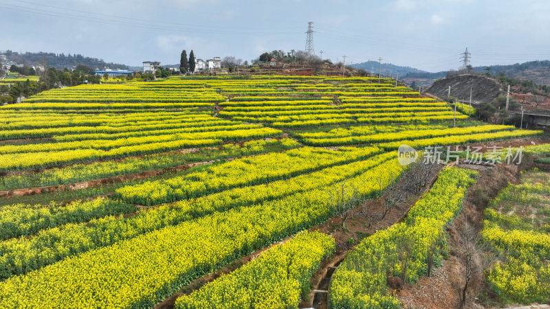 油菜花绘就田园美景