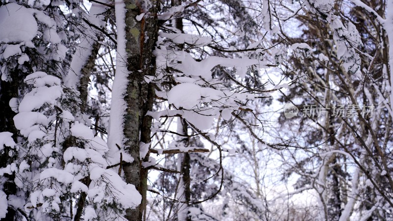 林海雪原