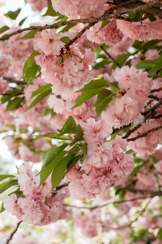 北京朝阳公园樱花