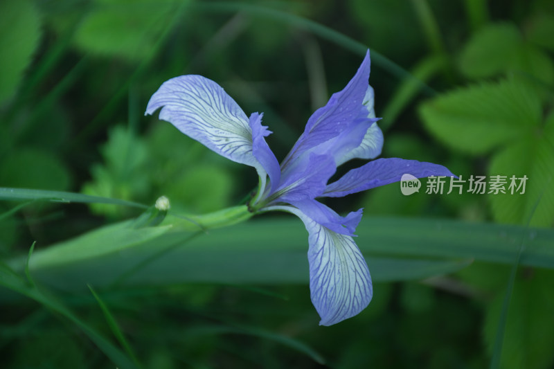 草丛中野生的马兰花特写