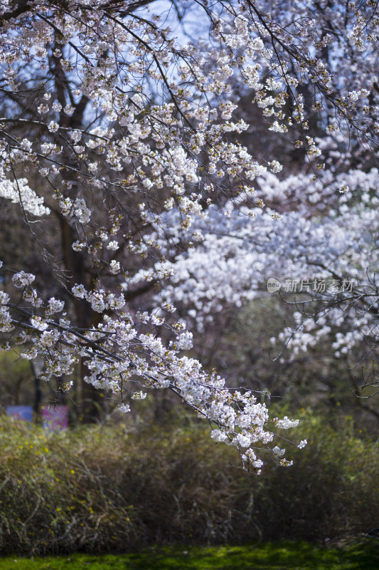 春天樱花