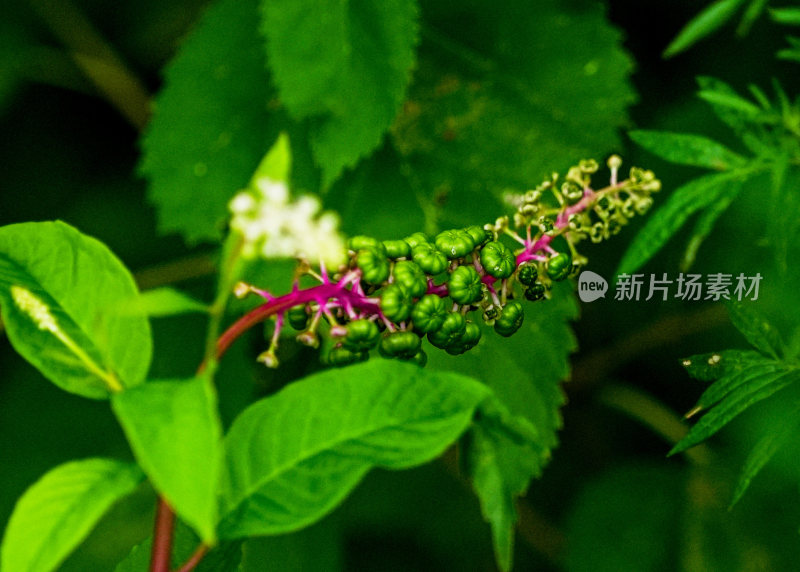 花蕊花朵含苞待放