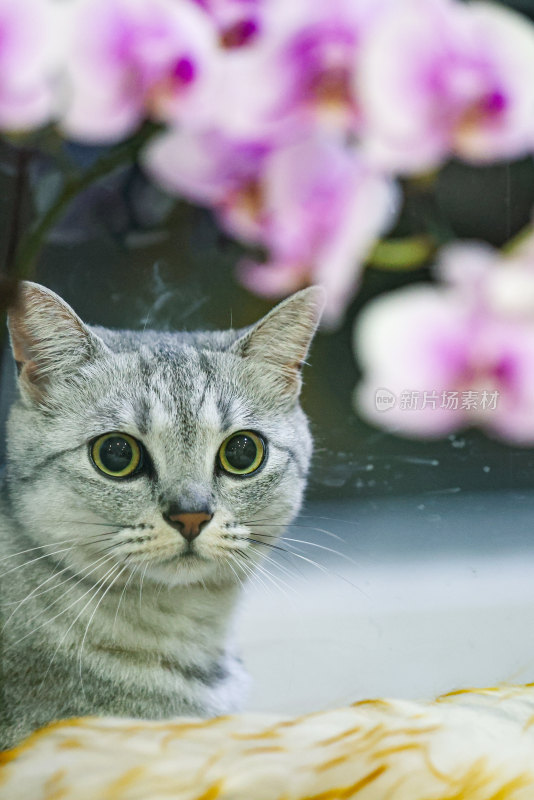 猫宠物动物