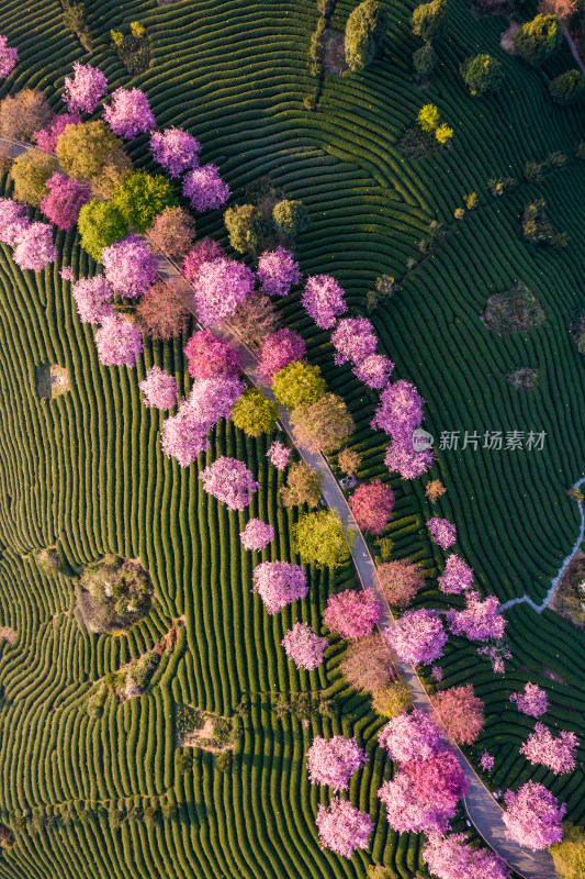 福建龙岩永福台品樱花茶园