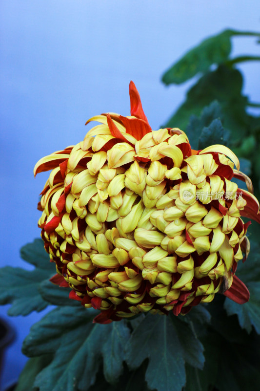 菊花鲜花实拍素材