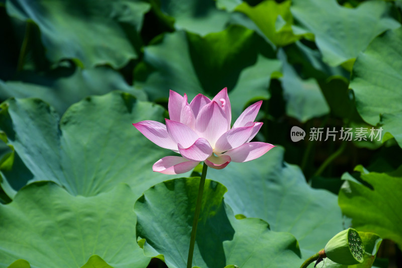 荷花，优雅绽放于碧绿荷叶间