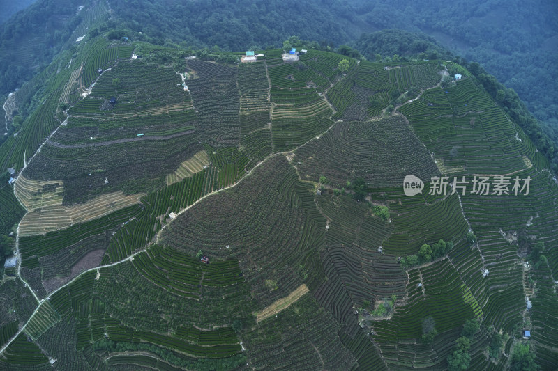 杭州龙井梅岭茶园