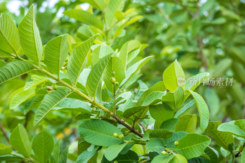 绿色的番石榴树茂密生长，结出果实