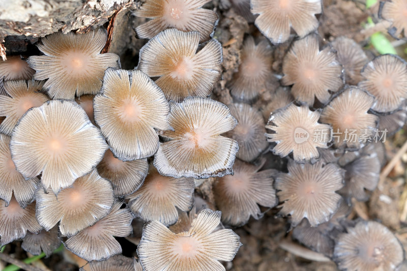 蘑菇菌菇野生菌