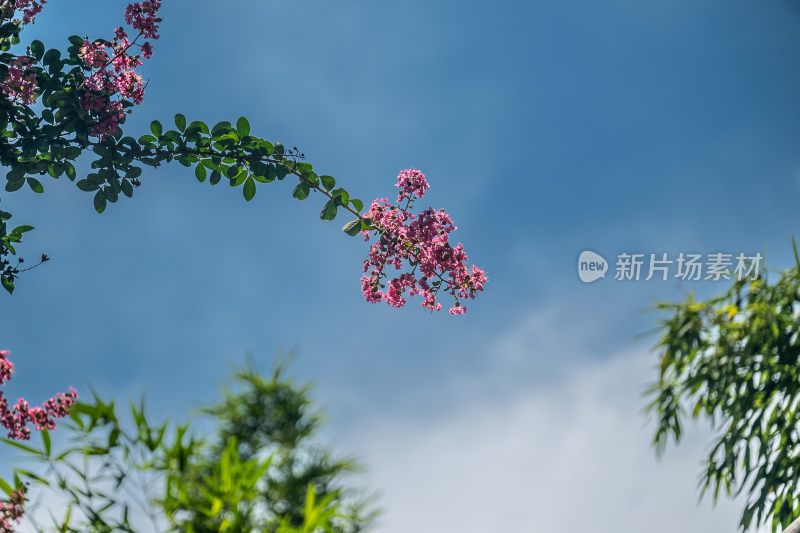 蓝天白云映衬下扬州仁丰里紫薇花开的意境