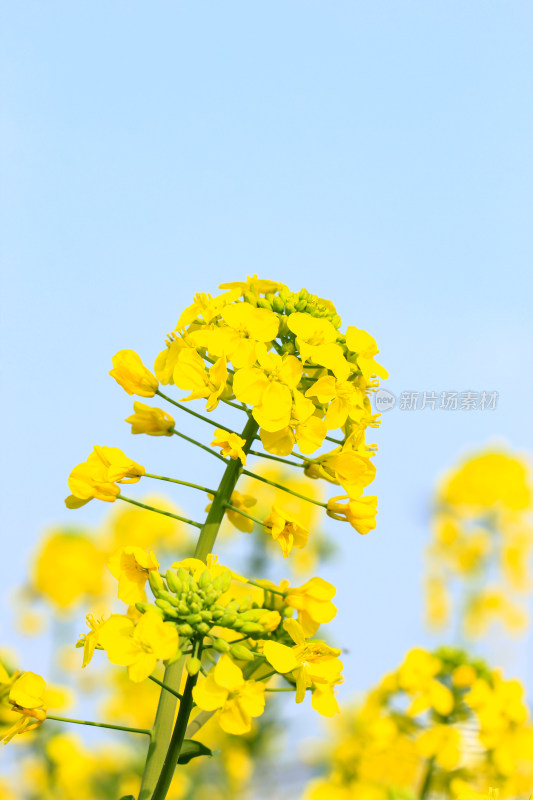 蓝色自然背景中的油菜花