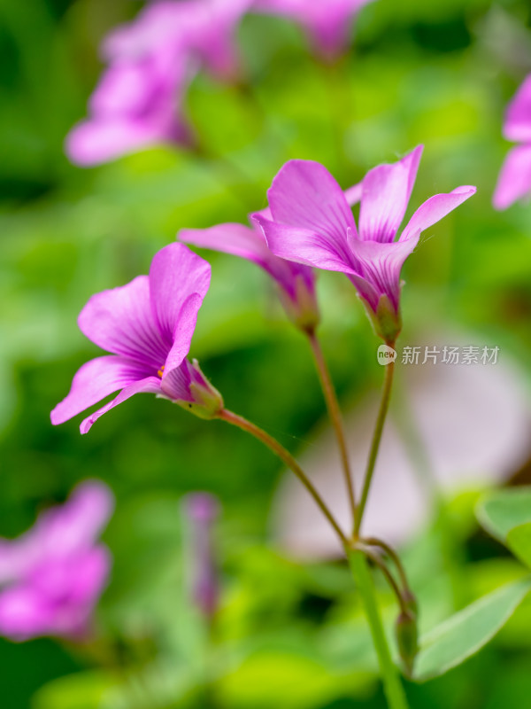 春天的酢浆草开花特写