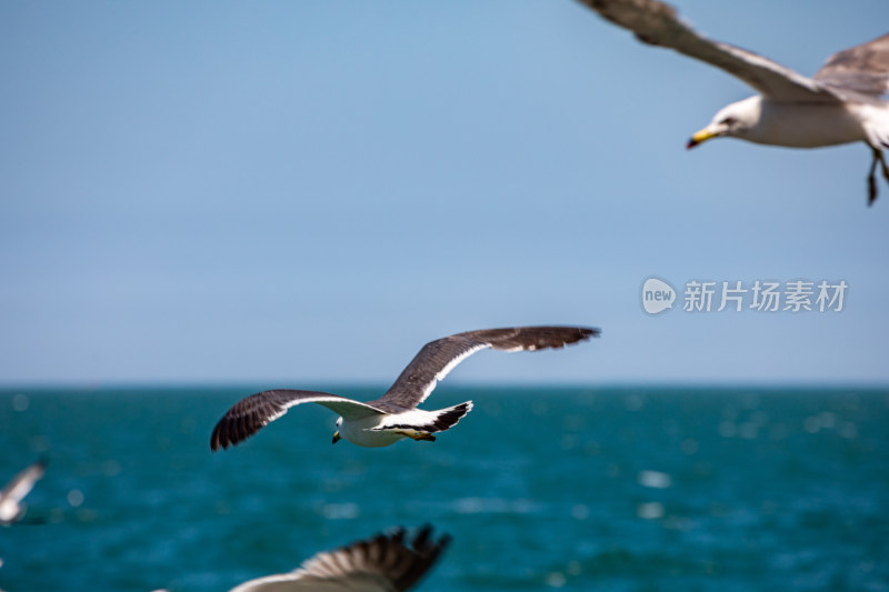 山东威海海天之间飞翔的海鸥