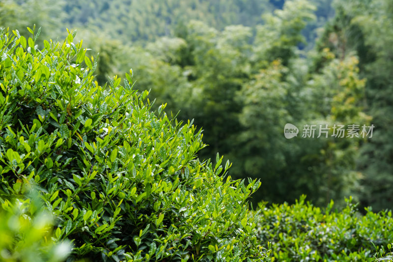 生态茶叶茶树茶园茶文化