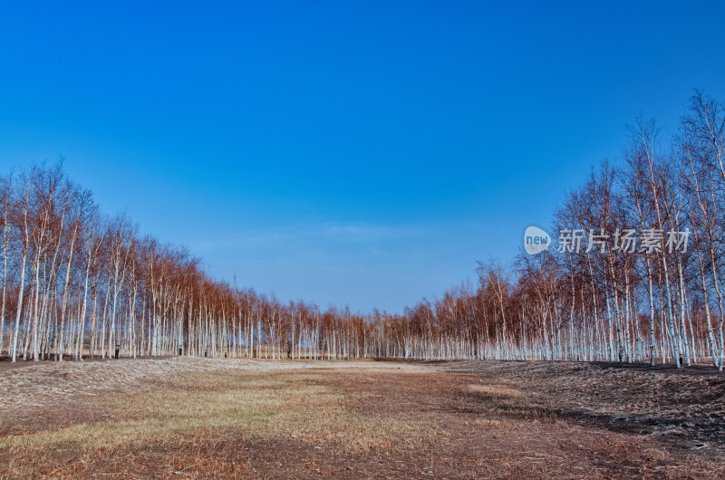 哈尔滨大剧院旁城市公园树林草地秋景