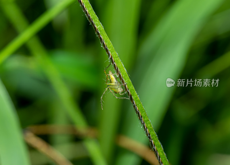 植物上的蜘蛛