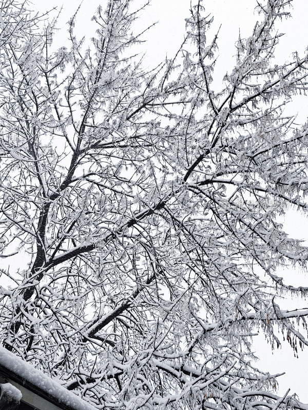 暴雪天银装素裹的树