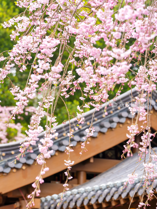 武汉东湖樱花园的樱花与建筑