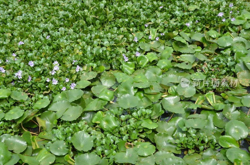 广东东莞：水浮莲