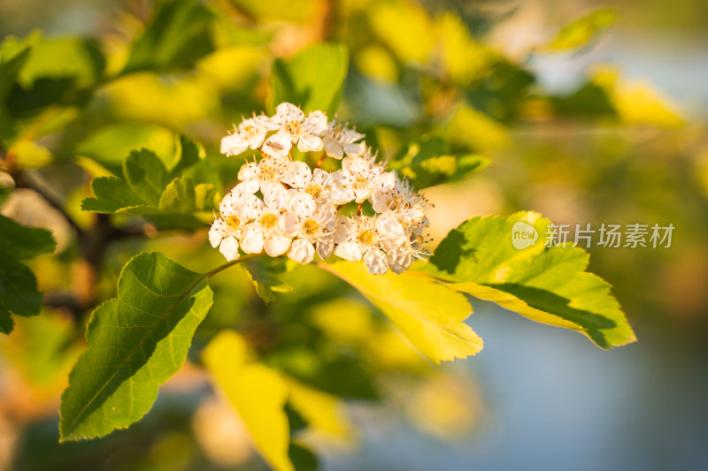 山楂花夕阳光线