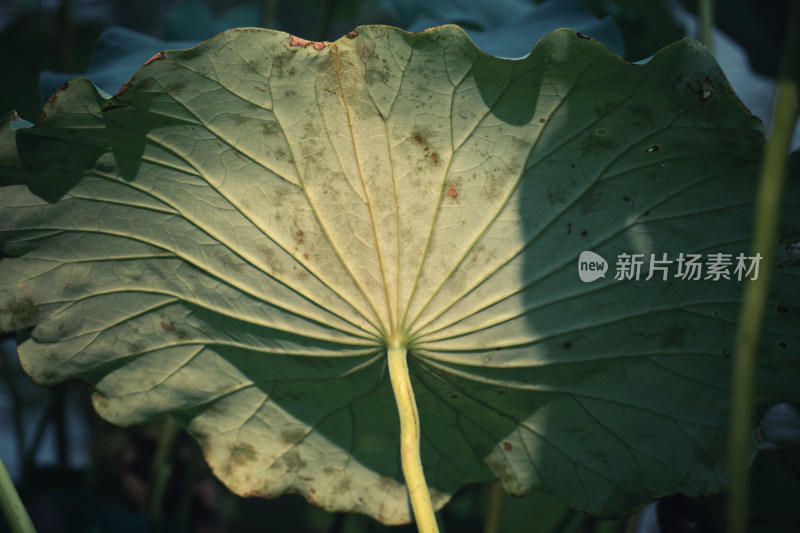 夏天池塘里的荷叶