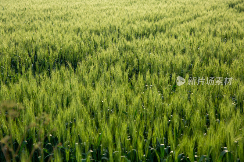 成片的小麦田