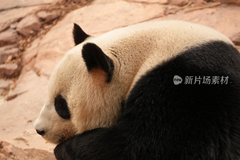 大熊猫户外活动和栖息的可爱模样