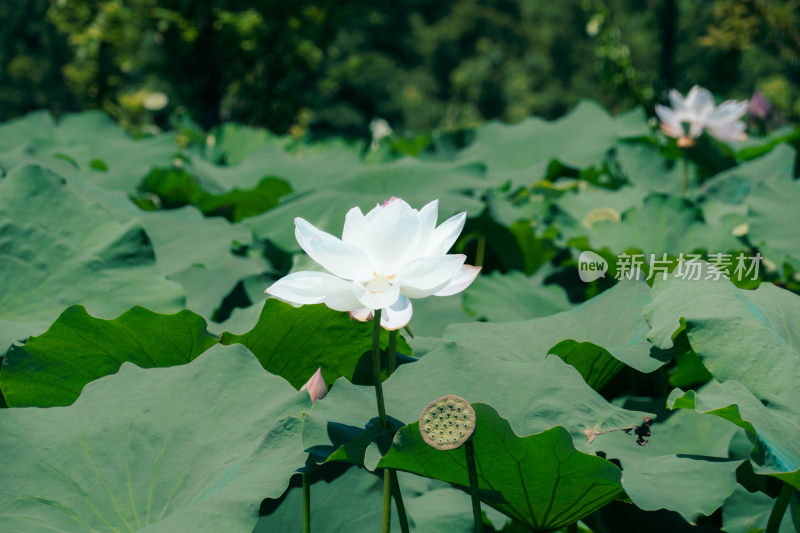 夏天池塘里白色的莲花