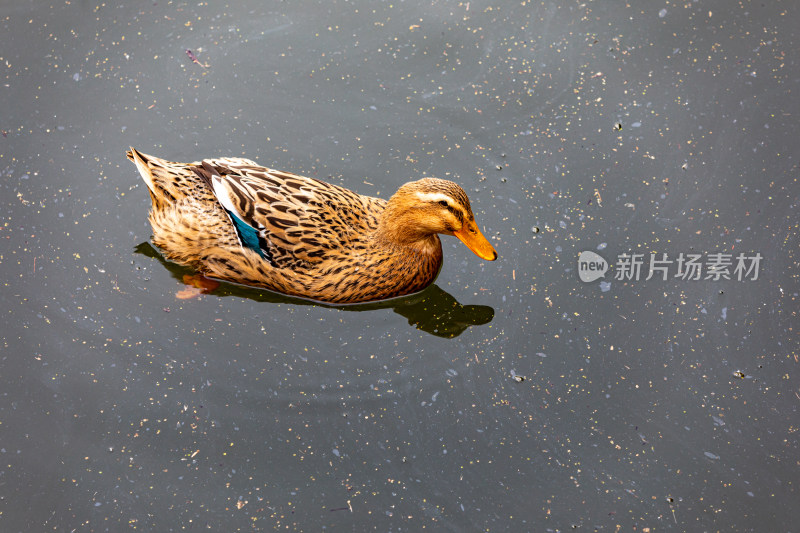 湖泊池塘中的鸭子鹅水禽家禽动物