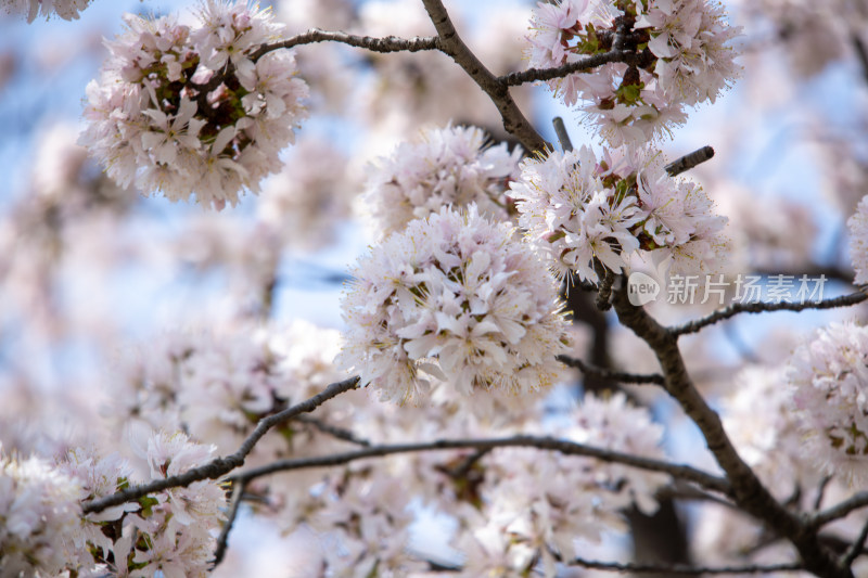 春天晴空下的白色樱花枝头绽放