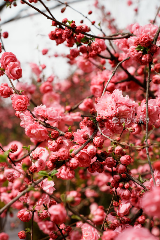 北京四得公园桃花树桃花