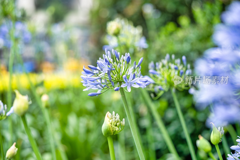 植物百子莲开花特写