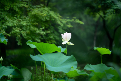 公园盛夏荷花