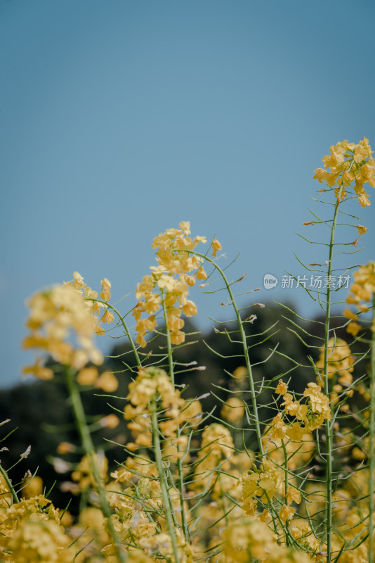 盛开的黄色油菜花