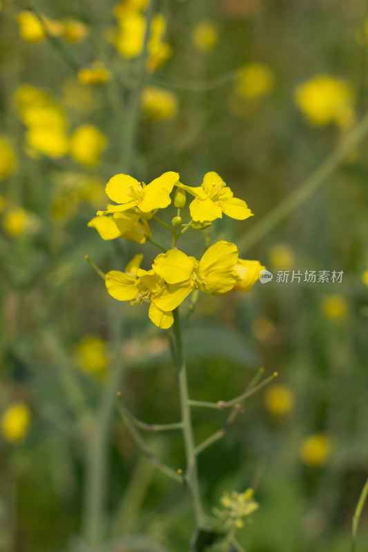 美丽的黄色油菜花田近景特写